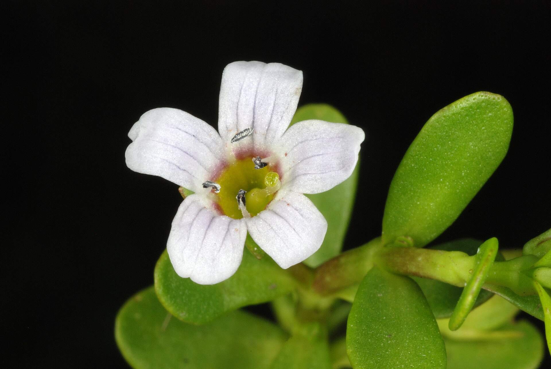 Flor de brahmi em close sobre folhas carnosas
