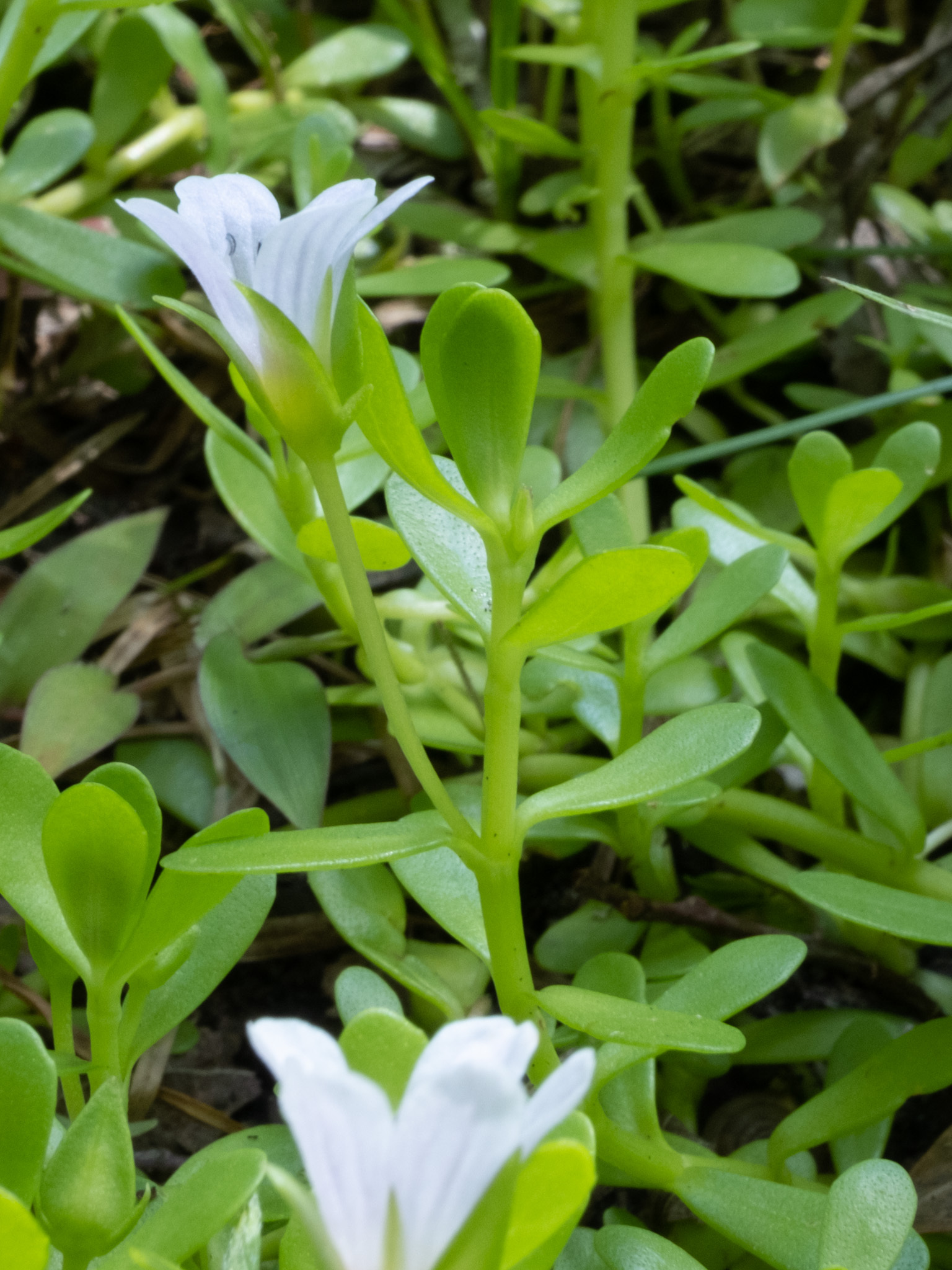 Flor de brahmi (Bacopa monnieri) com folhas suculentas