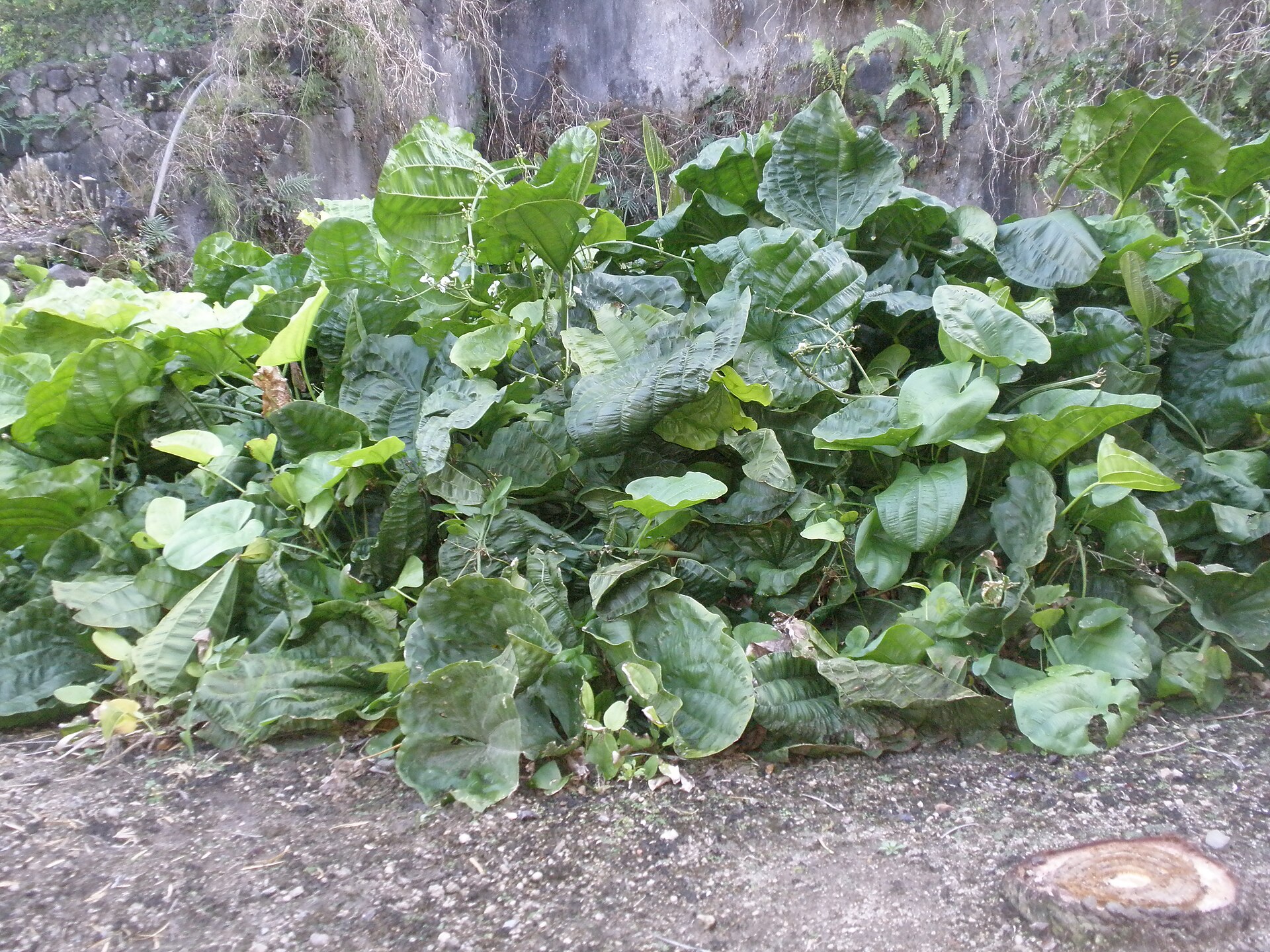 Hábito de crescimento do chapéu-de-couro, com folhas grandes em roseta