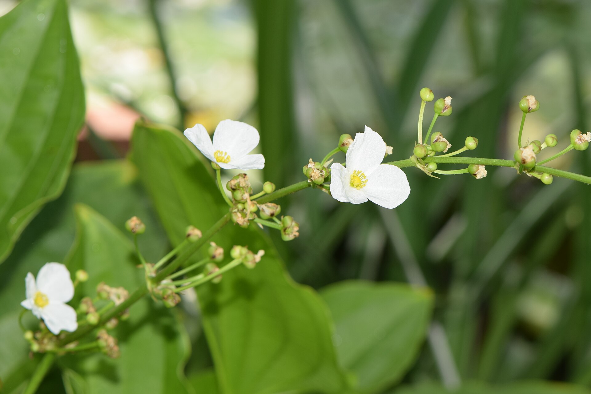 Haste florífera do chapéu-de-couro com flores brancas e botões