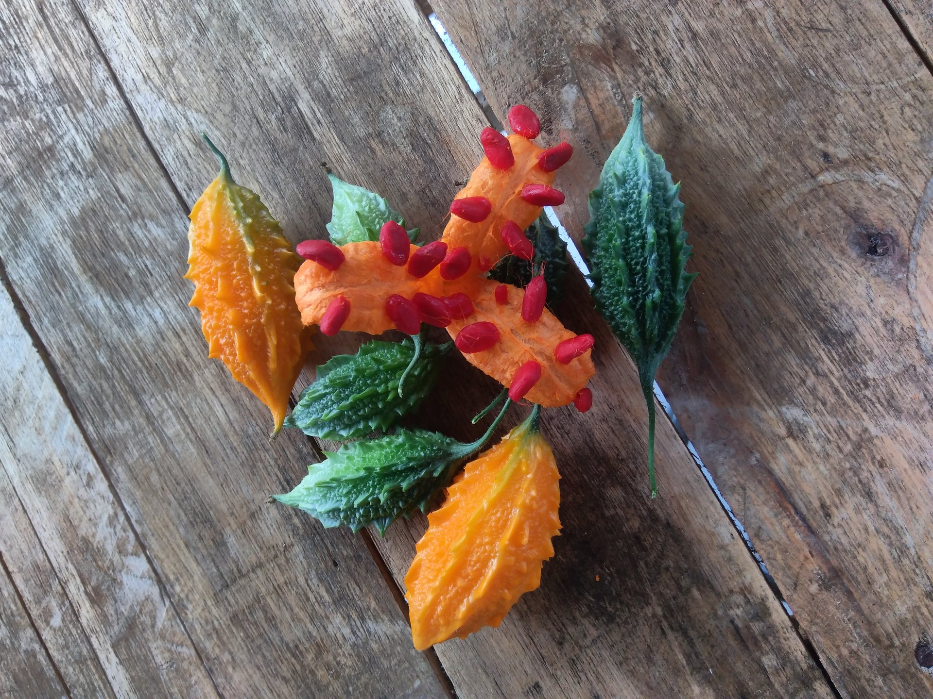 Broto de melão de São Caetano com flor — folha rendada e flor amarela miúda